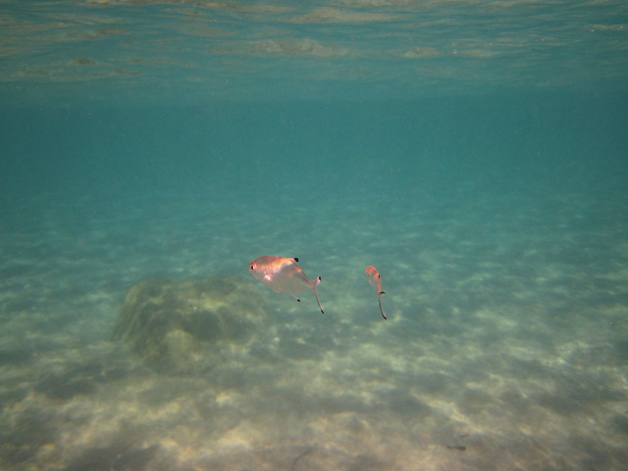 Unveiling The Beauty Of Underwater Painting